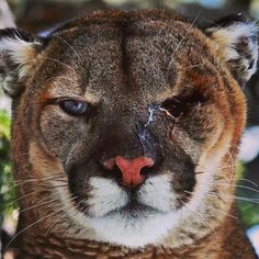 a close up of a mountain lion's face with it's nose missing