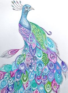 a drawing of a peacock with colorful feathers