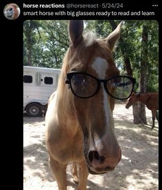 a horse wearing glasses standing in the dirt