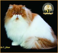 an orange and white cat sitting on top of a black background