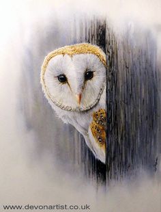 an owl is peeking out from behind a wooden post with its eyes open and it's head hanging over the edge