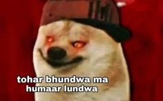 a dog wearing a hat with the caption that reads, tohar bhundwa ma humaa ludwa