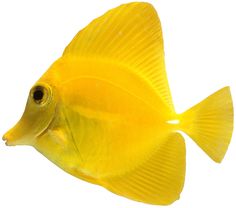 a yellow fish is swimming in the water