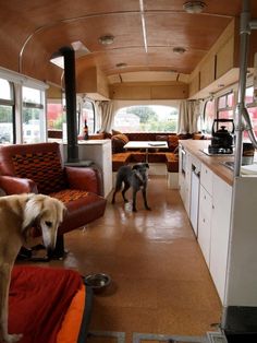 two dogs standing in the kitchen area of a bus