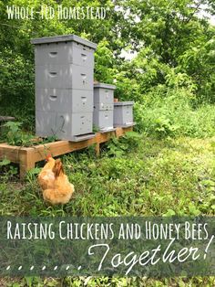 chickens and honey bees together in the grass with text overlay that reads raising chickens and honey bees together