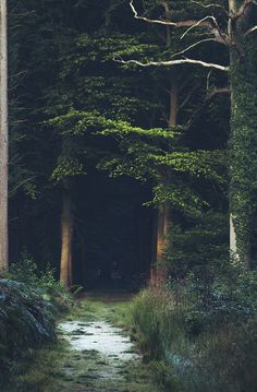 a path in the middle of a forest with trees and grass on either side that reads, silentce