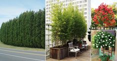 three different pictures with flowers and trees on the side of the road in front of buildings