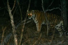 a tiger walking through the woods at night