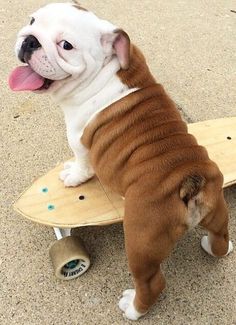 a brown and white dog standing on top of a skateboard with its tongue hanging out