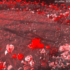 red and white flowers are in the grass