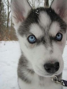 a husky dog with blue eyes looking at the camera