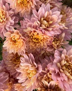 pink and yellow flowers are blooming in the garden