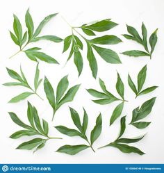 several green leaves on a white background