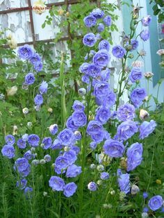 blue flowers are blooming in the garden next to a fence and building behind them