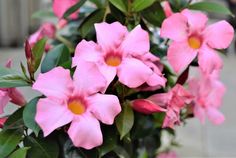 pink flowers with green leaves in a vase