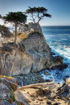 an ocean cliff with trees on the top