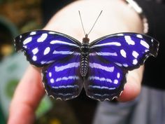 a butterfly that is sitting on someone's hand