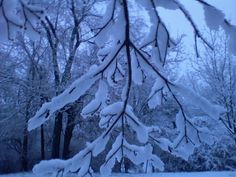 snow covered trees and bushes in the distance