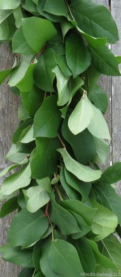 green leaves are growing on the side of a wooden fence