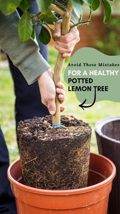 potted lemon tree Growing Lemons, How To Grow A Lemon Tree In A Pot, Lemon Tree Potted Care, Small Lemon Tree In Pot, Potted Citrus Trees, Grow A Lemon Tree From Seed Indoors, Can You Grow A Lemon Tree From Seeds, How To Grow A Meyer Lemon Tree In A Pot, Lemon Tree Potted