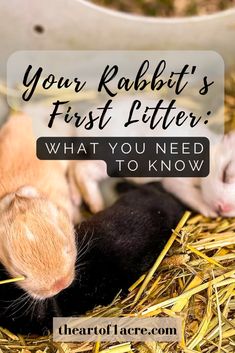 two baby animals in hay with the text your rabbit's first litter what you need to know