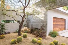 an outdoor area with cactus and trees in the foreground, along with a white house