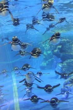 many penguins are swimming in an aquarium together with their tails spread out to the side