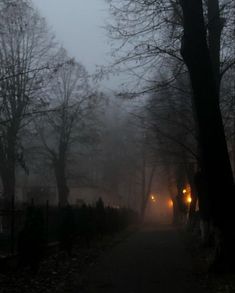 a foggy road with trees and street lights