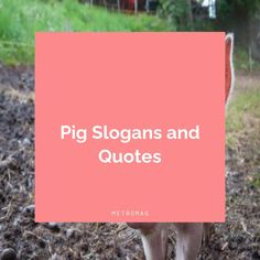 pig slogans and quotes written in white on a pink square over an image of a pig