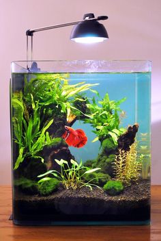 an aquarium with plants and fish in it on a wooden table next to a lamp