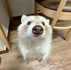 a close up of a small animal on a wooden floor