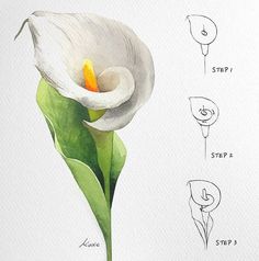 a white flower with green leaves and instructions on how to draw it in watercolor