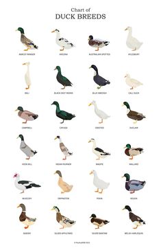 the different types of ducks are shown in this poster, which shows them all different colors and sizes