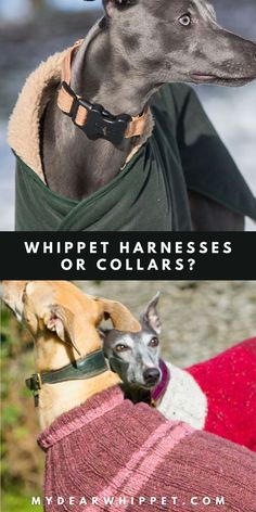 Whippet Harnesses or Collars? Which is Best? Dog Equipment, Workout Guide, Horses