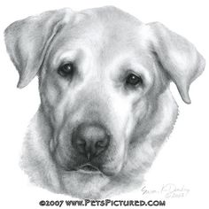 a black and white drawing of a dog's face