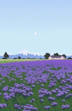 a field full of purple flowers under a blue sky