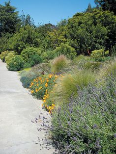 a sidewalk surrounded by lots of plants and flowers