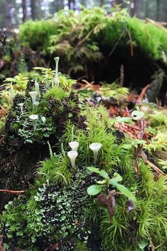 the moss is growing on the ground in the woods