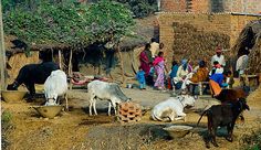 several cows are eating out of bowls in front of a village with thatched huts