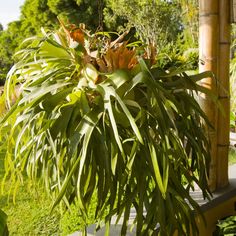 a potted plant hanging from the side of a wooden pole in a garden area