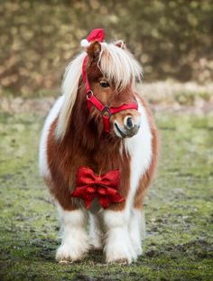 a small brown and white horse wearing a red bow tie