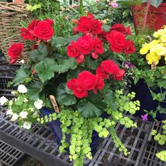 red and yellow flowers in blue pots on a table with other plants behind them at a garden center