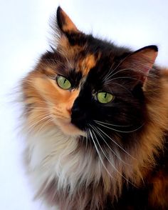 a multicolored cat with green eyes looking at the camera while standing in front of a white background