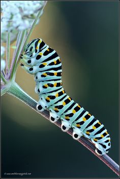 a very colorful caterpillar crawling on a plant