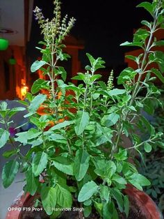 a potted plant with green leaves in it