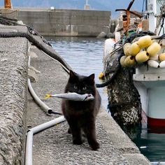 a black cat is walking on the dock with a fish in it's mouth