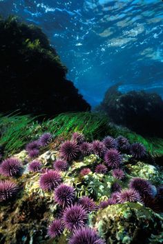 purple sea urchins on the bottom of an ocean floor with water in the background