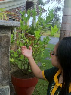 Shane G. Lodado, SquAIR Roots,  KEW MSB, Dasmariñas City, FEU, March 25, 20014. I Saw this Calamondin at the front of our house planted in the clay pot. It is a dwarf calamondin and as you can see, it has already fruits. It is useful especially if we run out of this, we just pick from the tree. The scientific name of calamondin is Citrofortunella microcarpa. This fruit is indigenous and widely cultivated in the Philippines and it is called calamansi. Clay Pot, Clay Pots, Our House, The Philippines, The Tree, House Plants