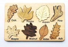 a wooden puzzle with different types of autumn leaves on it, including maple, poplar, aspen, maple, acorn and maple