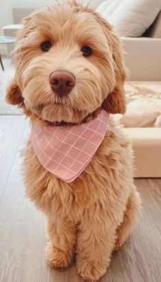 a brown dog with a pink bandana sitting on the floor